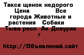 Такса щенок недорого › Цена ­ 15 000 - Все города Животные и растения » Собаки   . Тыва респ.,Ак-Довурак г.